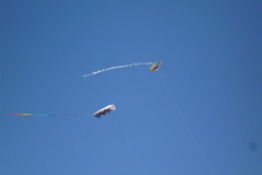 DSCI0067