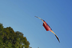 IMG-20211010-WA0041