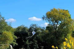 IMG-20221011-WA0002