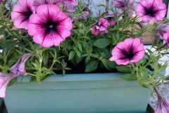 IMG-20260711-WA0003